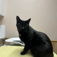 Horizon Veterinary Services ico