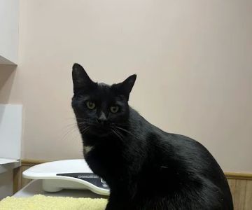 Horizon Veterinary Services