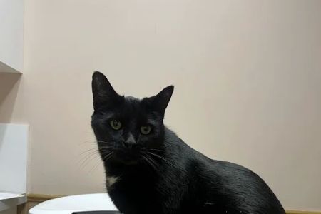 Horizon Veterinary Services