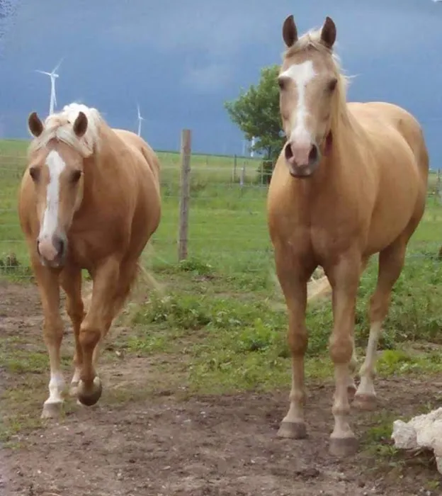 Horizon Veterinary Services 12