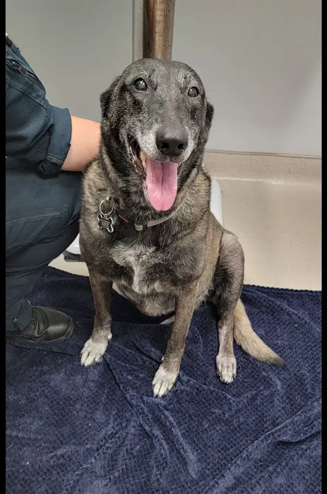 Kokomo Animal Hospital 12