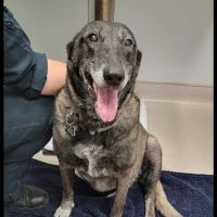 Kokomo Animal Hospital ico