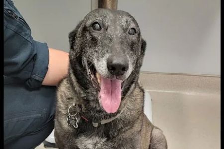 Kokomo Animal Hospital