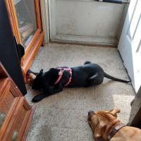 Markland Veterinary Clinic ico