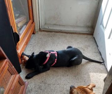 Markland Veterinary Clinic