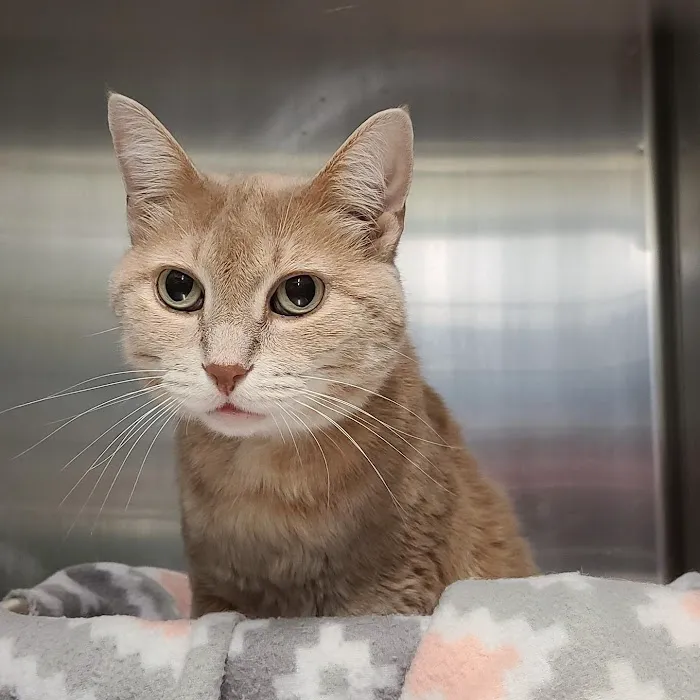 Northeast Animal Clinic 12