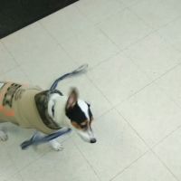 Battle Ground Veterinary Clinic, PC ico