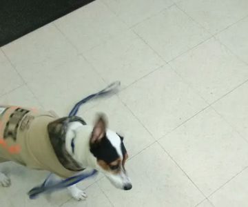 Battle Ground Veterinary Clinic, PC