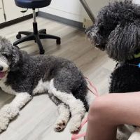 West Central Veterinary Services ico