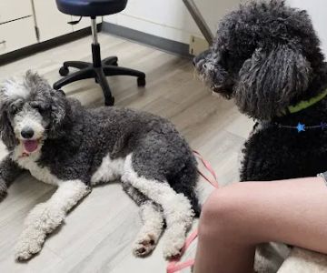 West Central Veterinary Services