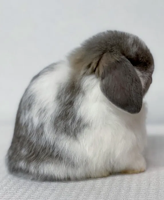 Renew Farm Bunnies 12