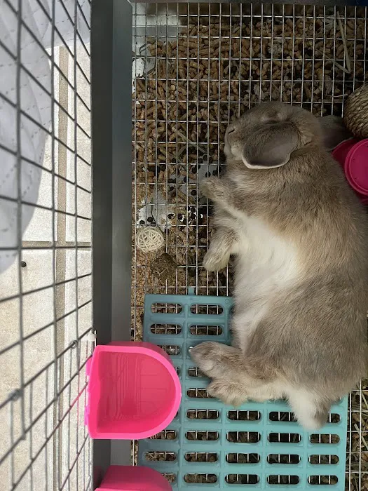 Renew Farm Bunnies 12