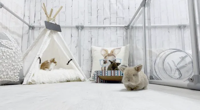 Renew Farm Bunnies 12