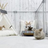 Renew Farm Bunnies ico