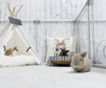 Renew Farm Bunnies