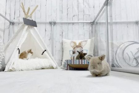Renew Farm Bunnies