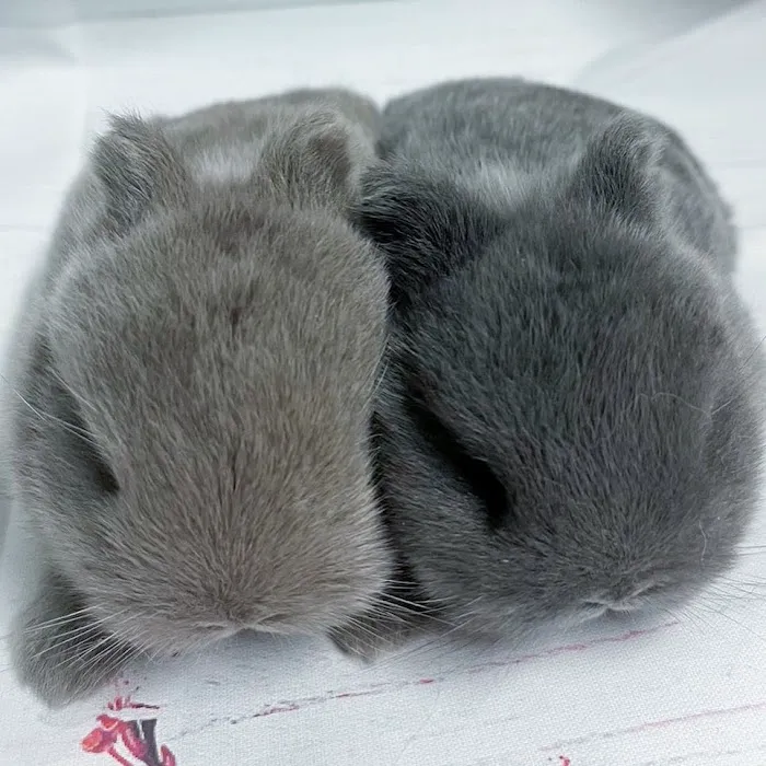 Renew Farm Bunnies 12