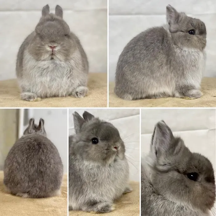 Renew Farm Bunnies 12