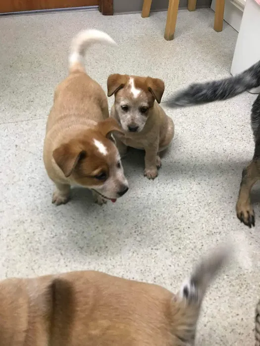 Sullivan County Animal Hospital 12