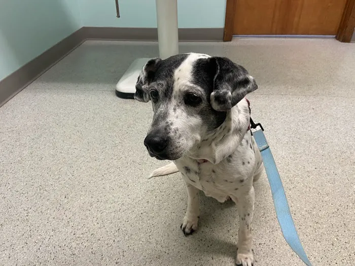 Sullivan County Animal Hospital 12
