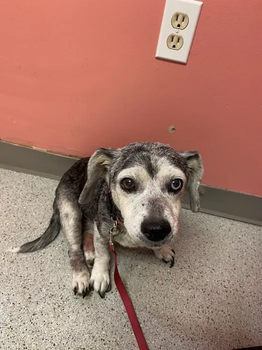 Sullivan County Animal Hospital 12