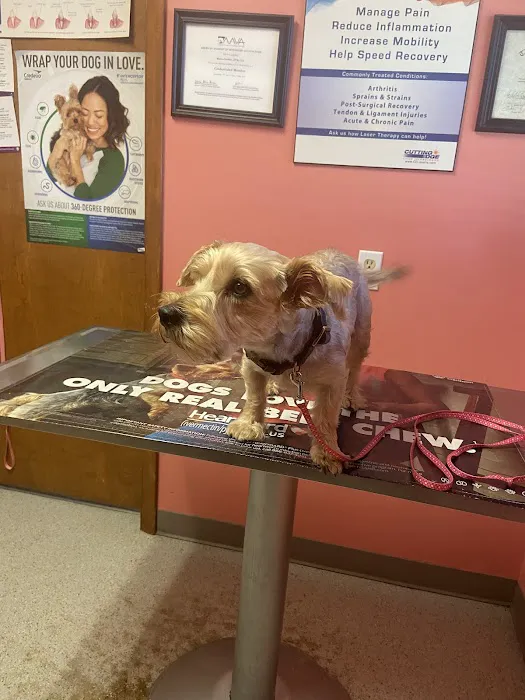 Sullivan County Animal Hospital: Poehlein Monica DVM 12