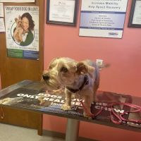Sullivan County Animal Hospital: Poehlein Monica DVM ico