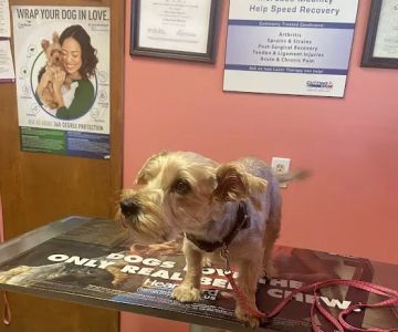 Sullivan County Animal Hospital: Poehlein Monica DVM