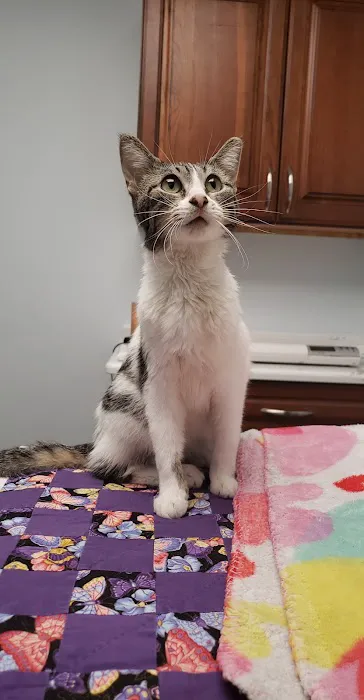 JP PetCare (Just Paws Veterinary Services) 12