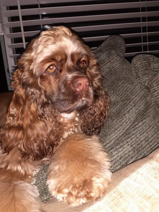 JP PetCare (Just Paws Veterinary Services) 12