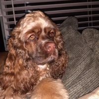 JP PetCare (Just Paws Veterinary Services) ico