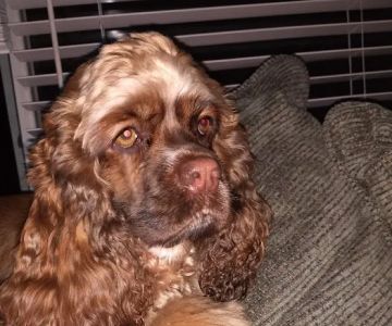 JP PetCare (Just Paws Veterinary Services)