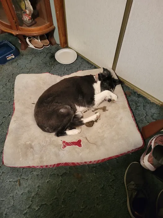 JP PetCare (Just Paws Veterinary Services) 12