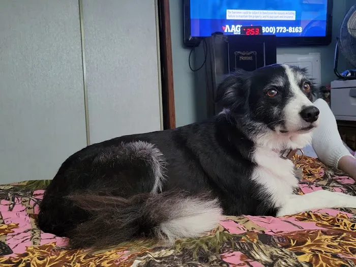 JP PetCare (Just Paws Veterinary Services) 12