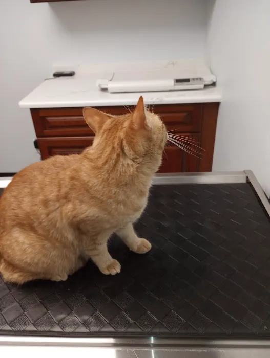 JP PetCare (Just Paws Veterinary Services) 12