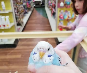 Pet Supermarket