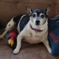 Eastside Veterinary Clinic ico