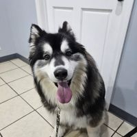 Washington Veterinary Hospital ico