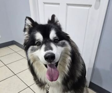 Washington Veterinary Hospital