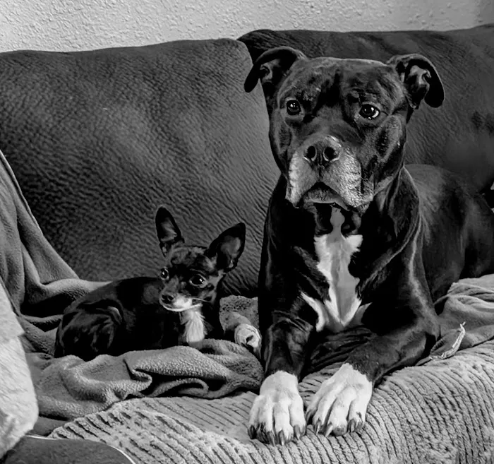 Washington Veterinary Hospital 12