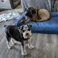 Wallace Veterinary Clinic ico