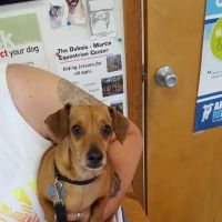 Cumback Veterinary Services ico