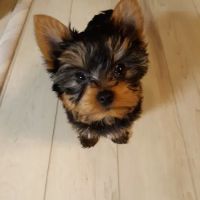 Burch Veterinary Clinic ico