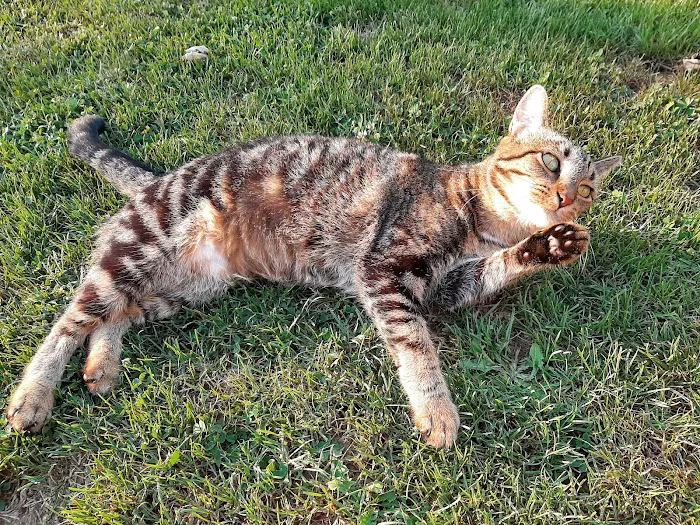 Bedford Veterinary Medical Centre 12