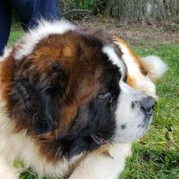 Animal Care Clinic ico