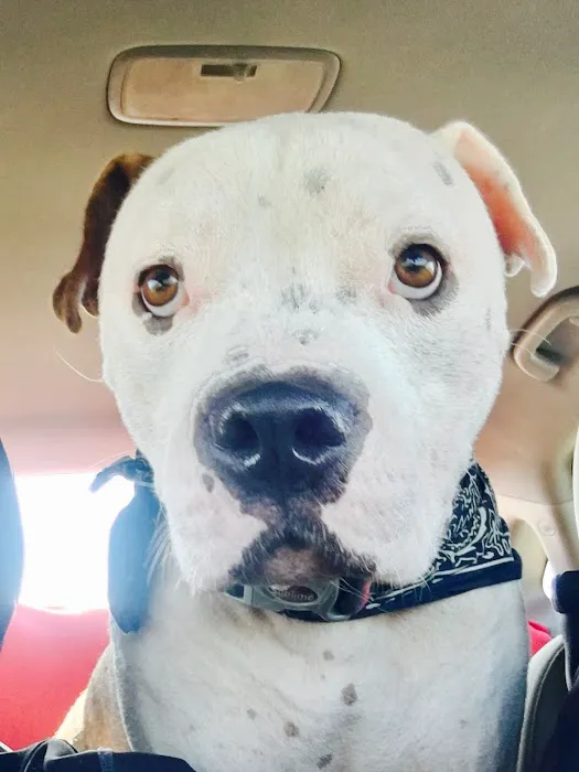 Germantown Animal Health Center 12