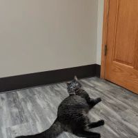 Germantown Animal Health Center ico