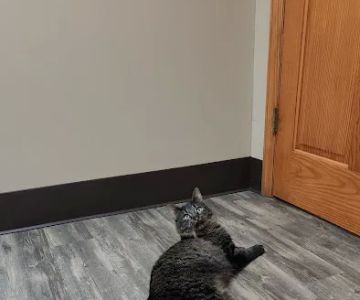 Germantown Animal Health Center