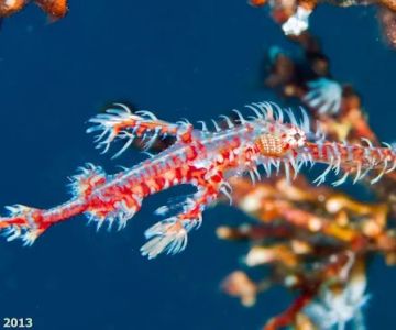 Ocean Floor Aquariums Inc