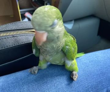 Mia’s Blessing Pet Shop